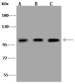 Invitrogen Alix Polyclonal Antibody 100 &mu;L; Unconjugated:Antibodies,