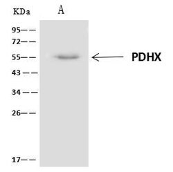 Invitrogen PDHX Polyclonal Antibody 100 &mu;L | Buy Online | Invitrogen&trade; | Fisher Scientific