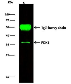 Invitrogen PDX1 Polyclonal Antibody 100 &mu;L | Buy Online | Invitrogen&trade; | Fisher Scientific