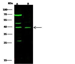 Invitrogen PDX1 Polyclonal Antibody 100 &mu;L | Buy Online | Invitrogen&trade; | Fisher Scientific