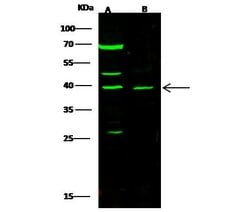 Invitrogen PDX1 Polyclonal Antibody 100 &mu;L | Buy Online | Invitrogen&trade; | Fisher Scientific