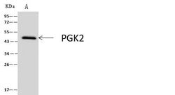 Invitrogen PGK2 Polyclonal Antibody 100 &mu;L; Unconjugated:Antibodies,