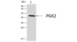 Invitrogen PGK2 Polyclonal Antibody 100 &mu;L; Unconjugated:Antibodies,
