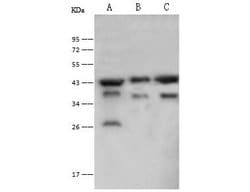 Invitrogen PGK2 Polyclonal Antibody 100 &mu;L; Unconjugated:Antibodies,
