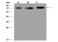Invitrogen PGM2 Polyclonal Antibody 100 &mu;L; Unconjugated:Antibodies,