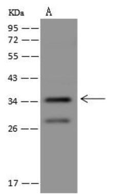 Invitrogen PLK5 Polyclonal Antibody 100 &mu;L | Buy Online | Invitrogen&trade; | Fisher Scientific