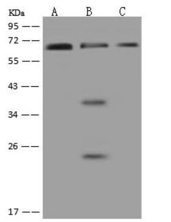 Invitrogen PNK Polyclonal Antibody 100 &mu;L; Unconjugated:Antibodies,