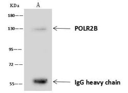 Invitrogen POLR2B Polyclonal Antibody 100 &mu;L; Unconjugated:Antibodies,