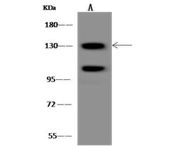 Invitrogen POLR2B Polyclonal Antibody 100 &mu;L; Unconjugated:Antibodies,