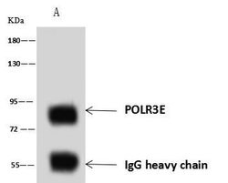 Invitrogen POLR3E Polyclonal Antibody 100 &mu;L; Unconjugated:Antibodies,
