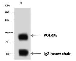 Invitrogen POLR3E Polyclonal Antibody 100 &mu;L; Unconjugated:Antibodies,