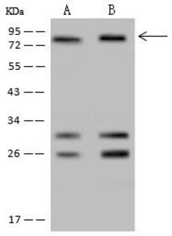 Invitrogen POLR3E Polyclonal Antibody 100 &mu;L; Unconjugated:Antibodies,