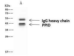 Invitrogen Cyclophilin 40 Polyclonal Antibody 100 &mu;L; Unconjugated:Antibodies,