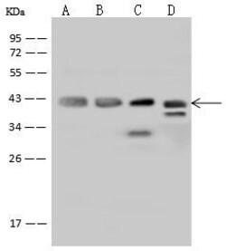 Invitrogen Cyclophilin 40 Polyclonal Antibody 100 &mu;L; Unconjugated:Antibodies,
