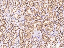 Invitrogen Cyclophilin 40 Polyclonal Antibody 100 &mu;L; Unconjugated:Antibodies,