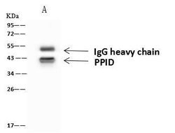 Invitrogen Cyclophilin 40 Polyclonal Antibody 100 &mu;L; Unconjugated:Antibodies,