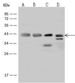 Invitrogen Cyclophilin 40 Polyclonal Antibody 100 &mu;L; Unconjugated:Antibodies,