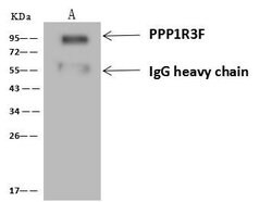Invitrogen PPP1R3F Polyclonal Antibody 100 &mu;L; Unconjugated:Antibodies,