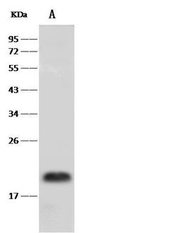 Invitrogen PRAP1 Polyclonal Antibody 100 &mu;L; Unconjugated:Antibodies,