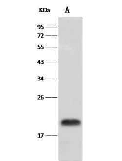 Invitrogen PRAP1 Polyclonal Antibody 100 &mu;L; Unconjugated:Antibodies,