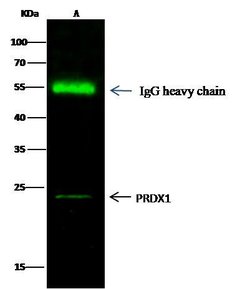 Invitrogen PRDX1 Polyclonal Antibody 100 &mu;L; Unconjugated:Antibodies,
