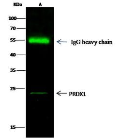 Invitrogen PRDX1 Polyclonal Antibody 100 &mu;L; Unconjugated:Antibodies,