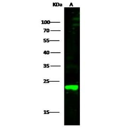 Invitrogen PRDX1 Polyclonal Antibody 100 &mu;L; Unconjugated:Antibodies,