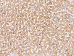 Invitrogen PRDX4 Polyclonal Antibody 100 &mu;L; Unconjugated:Antibodies,