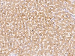Invitrogen PRDX4 Polyclonal Antibody 100 &mu;L; Unconjugated:Antibodies,