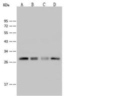 Invitrogen PRDX4 Polyclonal Antibody 100 &mu;L; Unconjugated:Antibodies,