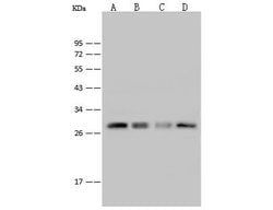 Invitrogen PRDX4 Polyclonal Antibody 100 &mu;L; Unconjugated:Antibodies,