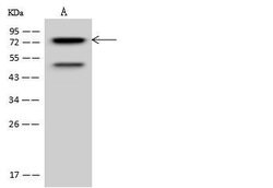 Invitrogen PKC delta Polyclonal Antibody 100 &mu;L; Unconjugated:Antibodies,