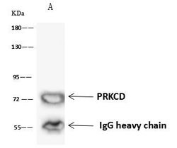 Invitrogen PKC delta Polyclonal Antibody 100 &mu;L; Unconjugated:Antibodies,