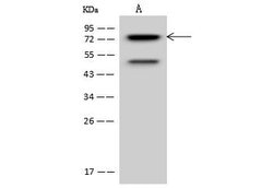 Invitrogen PKC delta Polyclonal Antibody 100 &mu;L; Unconjugated:Antibodies,