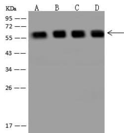 Invitrogen PRPF4 Polyclonal Antibody 100 &mu;L; Unconjugated:Antibodies,