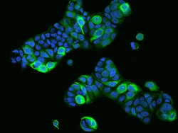 Invitrogen PRR11 Polyclonal Antibody 100 &mu;L; Unconjugated:Antibodies,