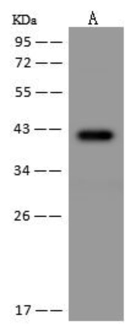 Invitrogen PRR11 Polyclonal Antibody 100 &mu;L; Unconjugated:Antibodies,
