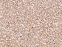 Invitrogen PSMA2 Polyclonal Antibody 100 &mu;L; Unconjugated:Antibodies,