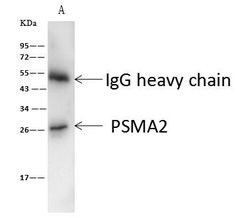 Invitrogen PSMA2 Polyclonal Antibody 100 &mu;L; Unconjugated:Antibodies,