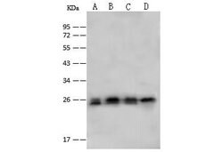 Invitrogen PSMA2 Polyclonal Antibody 100 &mu;L; Unconjugated:Antibodies,