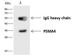 Invitrogen PSMA4 Polyclonal Antibody 100 &mu;L; Unconjugated:Antibodies,