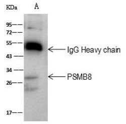 Invitrogen PSMB8 Polyclonal Antibody 100 &mu;L; Unconjugated:Antibodies,