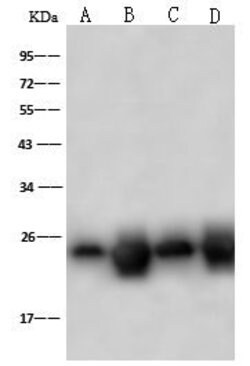 Invitrogen PSMB8 Polyclonal Antibody 100 &mu;L; Unconjugated:Antibodies,