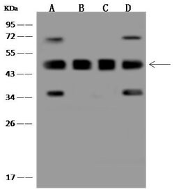 Invitrogen PSMC5 Polyclonal Antibody 100 &mu;L; Unconjugated:Antibodies,