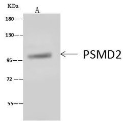 Invitrogen PSMD2 Polyclonal Antibody 100 &mu;L; Unconjugated:Antibodies,