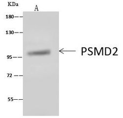 Invitrogen PSMD2 Polyclonal Antibody 100 &mu;L; Unconjugated:Antibodies,