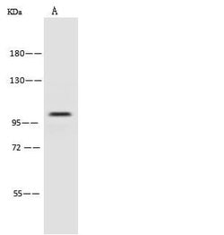 Invitrogen PSMD2 Polyclonal Antibody 100 &mu;L; Unconjugated:Antibodies,