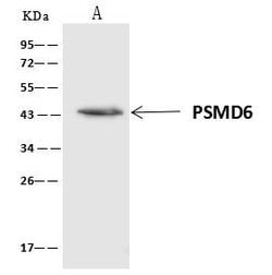 Invitrogen PSMD6 Polyclonal Antibody 100 &mu;L; Unconjugated:Anticuerpos