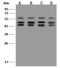 Invitrogen PSMD6 Polyclonal Antibody 100 &mu;L; Unconjugated:Anticuerpos