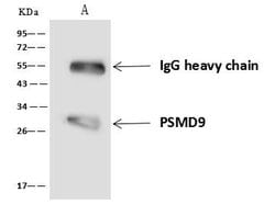 Invitrogen PSMD9 Polyclonal Antibody 100 &mu;L; Unconjugated:Antibodies,